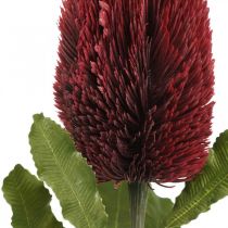 Keinotekoinen kukka Banksia Red Burgundy keinotekoinen eksoottinen 64cm