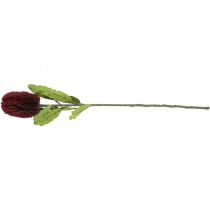 kohteita Keinotekoinen kukka Banksia Red Burgundy keinotekoinen eksoottinen 64cm