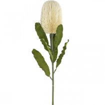 kohteita Keinotekoinen kukka Banksia valkoinen kerma keinotekoinen eksoottinen 64cm