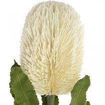 kohteita Keinotekoinen kukka Banksia valkoinen kerma keinotekoinen eksoottinen 64cm