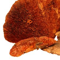 kohteita Puusieni oranssi 1kg