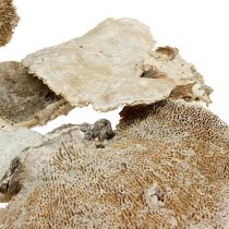 Puinen sieni pesty valkoisena 1kg