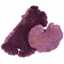 kohteita Puusieni violetti valkoinen pesty 1kg
