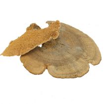 Puusieni luonto 1kg
