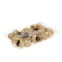 kohteita Bell Cup pieni luonnollinen 25 kpl