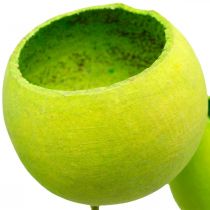 Bell Cup kepillä Green Dried Exotic 15kpl