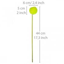 kohteita Bell Cup kepillä Green Dried Exotics 15 kpl