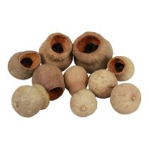 Bellgum bell hedelmä kapseli hedelmä luonnollinen koriste ruskea 500g