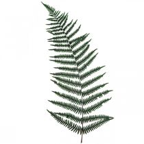 Vuorisaniainen koriste saniainen säilötyt saniaisten lehdet vihreät 45cm 20kpl