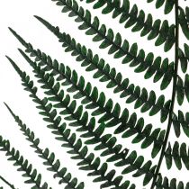 Vuorisaniainen koriste saniainen säilötyt saniaisten lehdet vihreät 45cm 20kpl