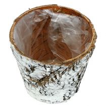 kohteita Koivuruukku pieni istutuskone koivu valkoinen Ø10cm K8,5cm 6 kpl