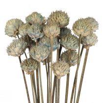 Villi Daisy Kuivatut kukat Koriste Sininen Vihreä K36cm 20kpl