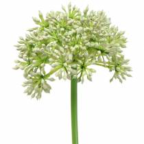 kohteita Allium keinotekoinen valkoinen 55cm