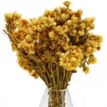 Mini olkikukka keltainen kuivattu kukkakimppu kuiva kimppu H20cm 15g