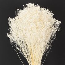 kohteita Broom Bloom valkaistut kuivatut kukat valkoinen pitkä säilyvyysaika 100g