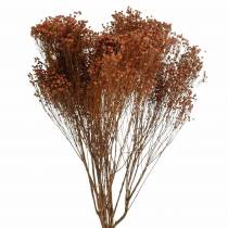 kohteita Kuivatut kukat Broom Bloom Brown 170g