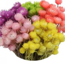 Kuivatut kukat Deco Cap Kukat Olkikukat Värilliset K42cm