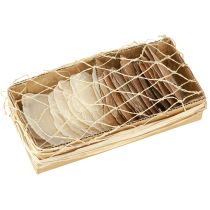 kohteita Capiz-levyt luonnonkultaisia kuoria 60 kpl