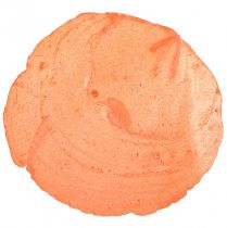 kohteita Capiz-kuoret Capiz-viipaleet helmiäisviipaleet appelsiini 7,5-9,5cm 300g