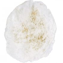 kohteita Meriaiheiset, Capiz-simpukat 5–10 cm, helmiäinen, luonnontuote 1 kg
