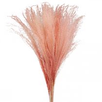 Kiinalainen ruoko vaaleanpunainen kuivanurmi Miscanthus H75cm 10p