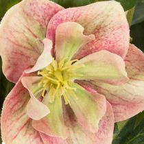 kohteita Keinotekoinen ruukkukasvi Helleborus, jouluruusu, kodin sisustukseen, 50cm