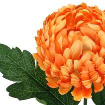 Krysanteemi oranssi Ø7cm L18cm 1kpl