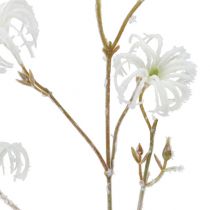 Clematis-haara valkoinen parveni 62cm 3kpl