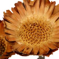 kohteita Compacta Rosette 100 kpl