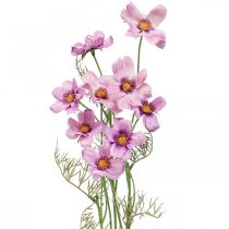Cosmea korukori violetti tekokukat kesä 51cm 3kpl