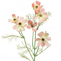 Cosmea korukori Persikka tekokukat kesäkukat 61cm