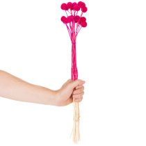 kohteita Craspedia-kuivakukkakimppu floristiikkaan, 55 cm, 20 kpl