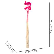 kohteita Craspedia-kuivakukkakimppu floristiikkaan, 55 cm, 20 kpl
