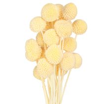 kohteita Craspedia värjätty koivet kerma 50-55cm 20kpl