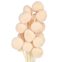 kohteita Craspedia värjätty Drumsticks Peach 50-55cm 20kpl