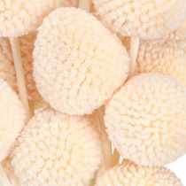 kohteita Craspedia värjätty Drumsticks Peach 50-55cm 20kpl