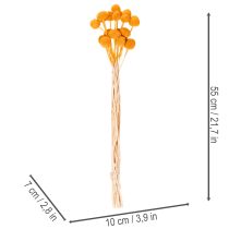 kohteita Craspedia kuivakukkakimppu 55cm 20kpl