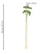 kohteita Kuivattuja Craspedia-kukkapalloja tyylikkäisiin syyskoristeisiin, 55 cm, 20 kpl