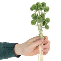 kohteita Kuivattuja Craspedia-kukkapalloja tyylikkäisiin syyskoristeisiin, 55 cm, 20 kpl