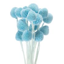 kohteita Craspedia-kuivakukkakoriste maljakkoon, minimalistinen tyyli, pitkäikäinen kesäkoriste, 55 cm, 20 kpl