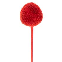 kohteita Kuivattuja Craspedia-kukkia, värjättyjä, pitkillä varsilla, 55 cm, 20 kpl