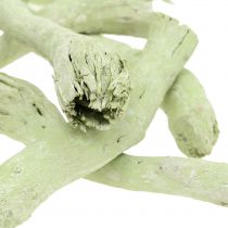 Cupy-juuret, pepe-kartio vaaleanvihreä, pesty valkoinen 350g
