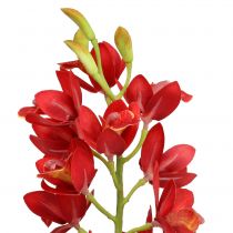 Orkidea Cymbidium Red 78cm