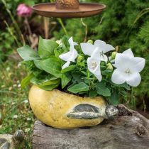 Koristeellinen päärynä, Keraaminen koristeluun, syksy, kasvi ruukku L25cm H11cm