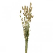 Lagurus Kuivatut, Lagurus Kuivatut kukat, Lagurus Grass Natural L30-70cm 45g