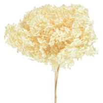 kohteita Koristeellinen hortensia, kermanvärinen, aito kukka, säilytetty Ø20cm, 1 kpl