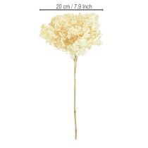 kohteita Koristeellinen hortensia, kermanvärinen, aito kukka, säilytetty Ø20cm, 1 kpl