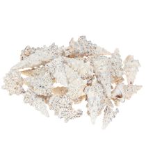 kohteita Koristeelliset etanankuoret mustavalkoiset, kuoren luonnollinen koriste 1kg