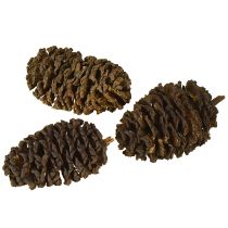 kohteita Koristeelliset käpyleet leppäkävyt luonnonväriset koristeluun 3-4 cm 200 g