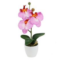 Koristeellinen orkidea vaaleanpunaisessa ruukussa H29cm